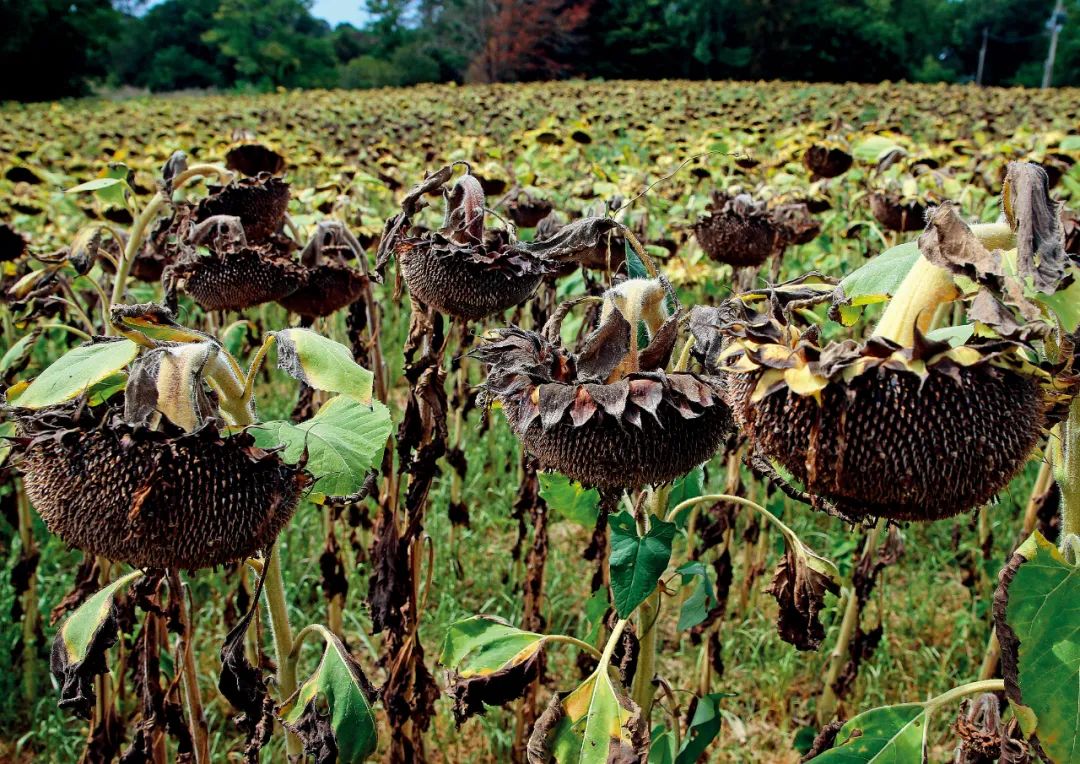 8月14日，法国西南部比达尔镇，田地里的一些向日葵因干旱而枯萎。图/视觉中国