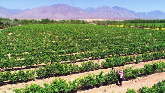 贺兰山下的葡萄种植基地（2022年6月14日摄）