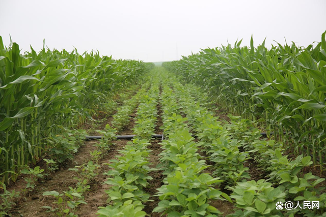 玉米大豆带状复合种植。受访者供图